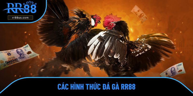 Các hình thức đá gà RR88 Các hình thức đá gà RR88