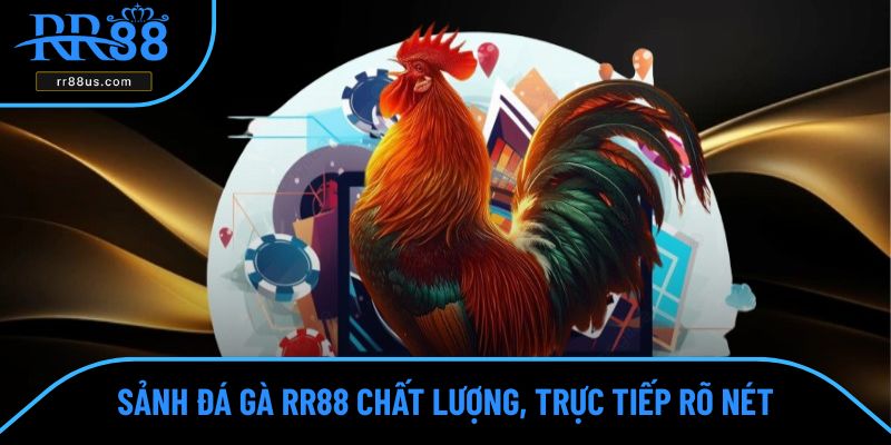 Sảnh đá gà RR88 chất lượng, trực tiếp rõ nét Sảnh đá gà RR88 chất lượng, trực tiếp rõ nét